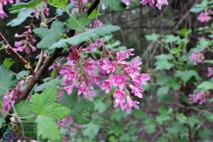 ribes sanguineum (4) (1200 x 800)2